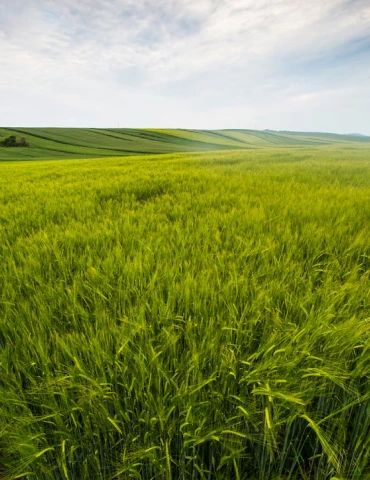 Agriculture industry